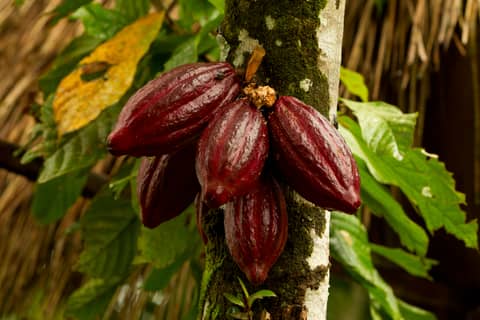 Cocoa COT Report