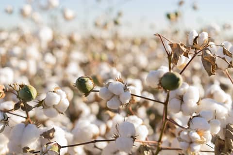 Morning Cotton Comment 9-1-23