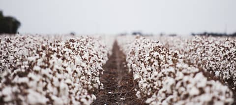 Daily Cotton Comment 9-1-23