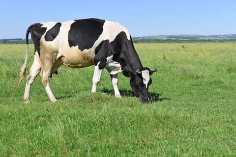 AR Milk Equivalent StoneX Plus