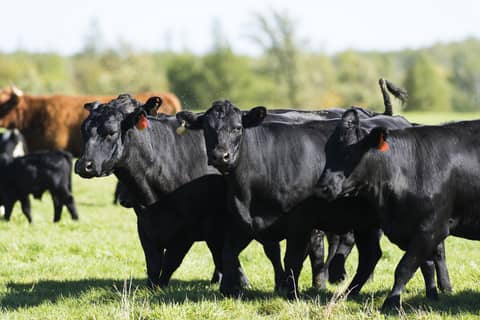 Daily Livestock Report