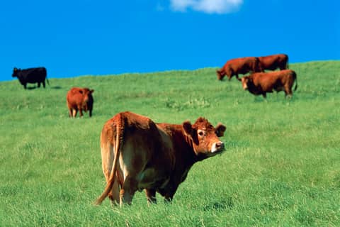 Beef and Pork Export Report