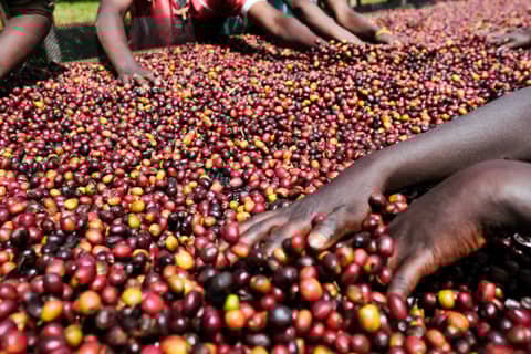 Arabica Coffee Futures Open Interest Up 1,403 contracts, July 23