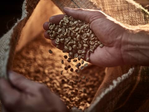 CEPEA: Final Stretch for Brazilian Coffee Harvest, Small Beans Cause Concern