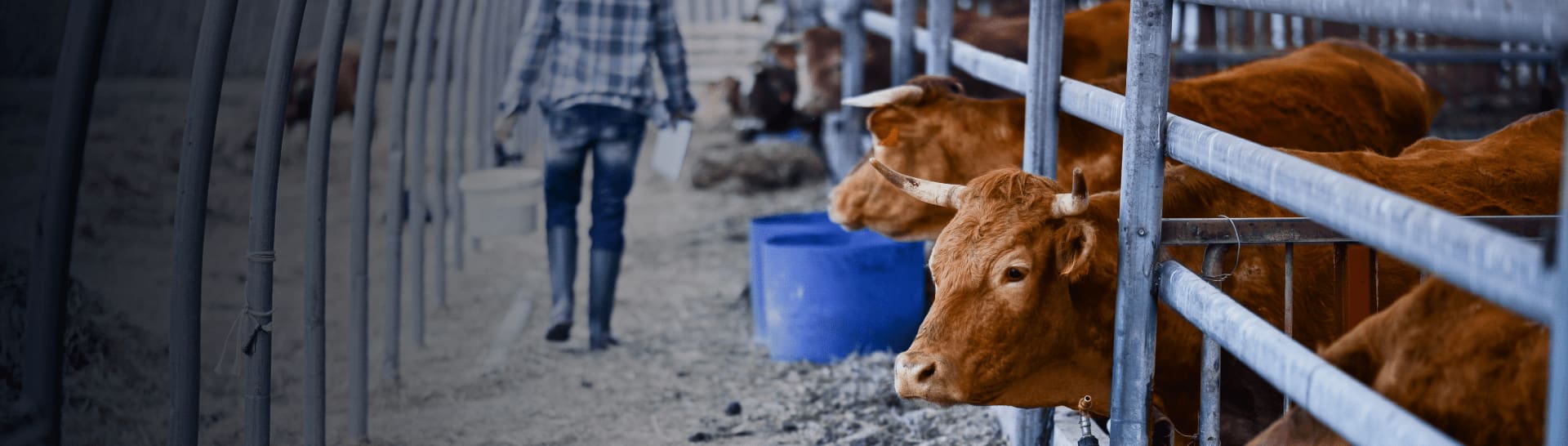 Livestock Risk Protection – Feeder Cattle | StoneX